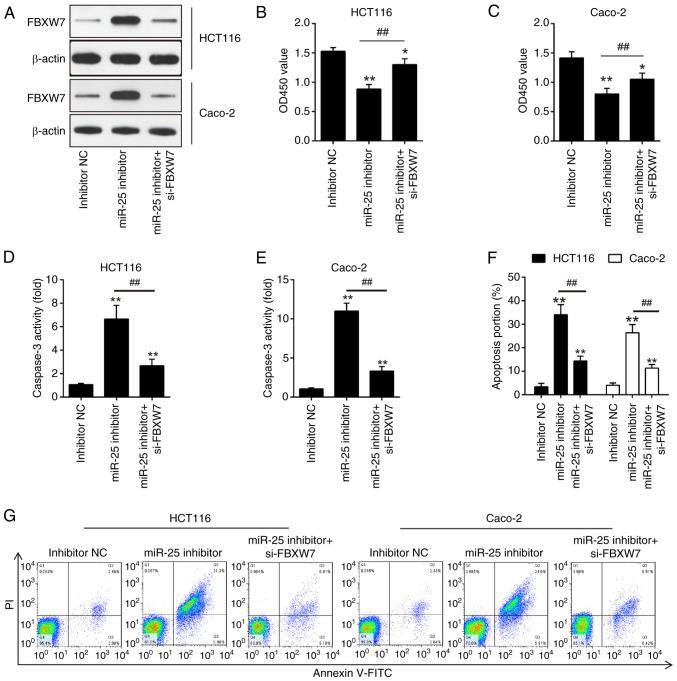 https://cdn.ncbi.nlm.nih.gov/pmc/blobs/e051/11450686/a293d79fb528/or-52-05-08812-g04.jpg