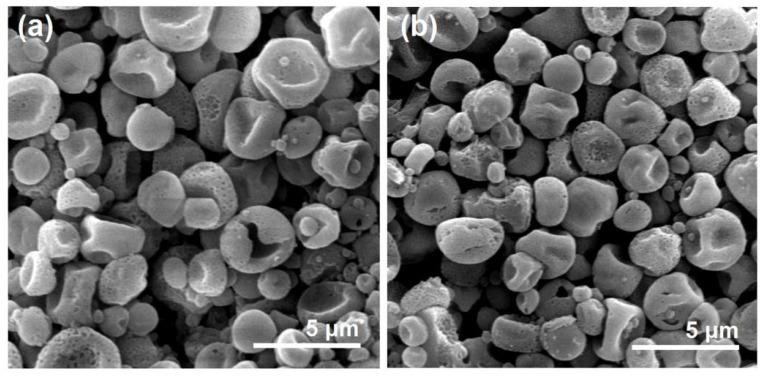 https://cdn.ncbi.nlm.nih.gov/pmc/blobs/e054/10295831/7be655a555fc/biomolecules-13-01011-g010.jpg