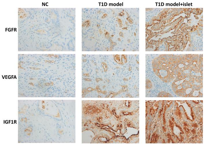 https://cdn.ncbi.nlm.nih.gov/pmc/blobs/e054/7762494/bf0840016719/aging-12-104085-g004.jpg