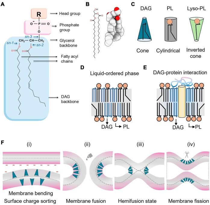 https://cdn.ncbi.nlm.nih.gov/pmc/blobs/e05b/11631473/06fcc69ddf7a/foae036fig1.jpg