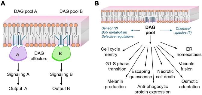 https://cdn.ncbi.nlm.nih.gov/pmc/blobs/e05b/11631473/141366cc6770/foae036fig5.jpg