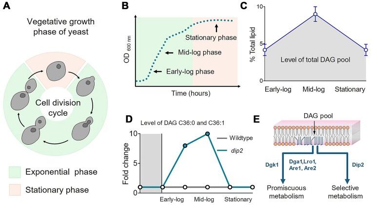 https://cdn.ncbi.nlm.nih.gov/pmc/blobs/e05b/11631473/d432cdaf7837/foae036fig3.jpg