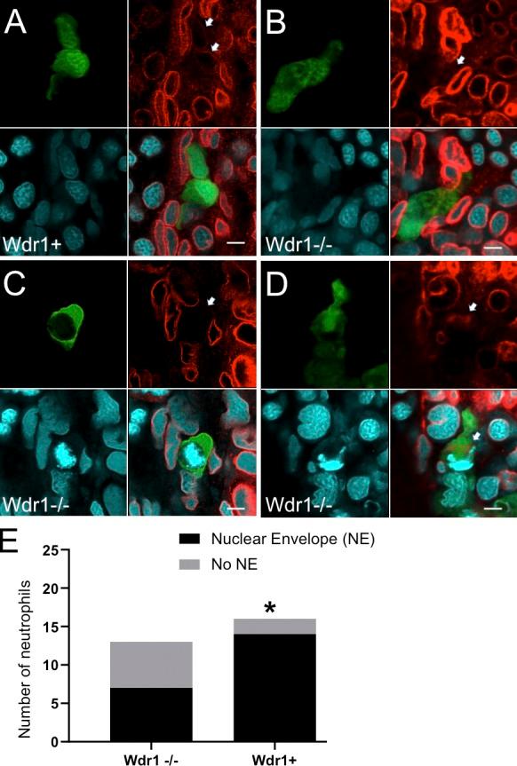 https://cdn.ncbi.nlm.nih.gov/pmc/blobs/e05b/6781450/5bf363597147/JCB_201901024_Fig4.jpg