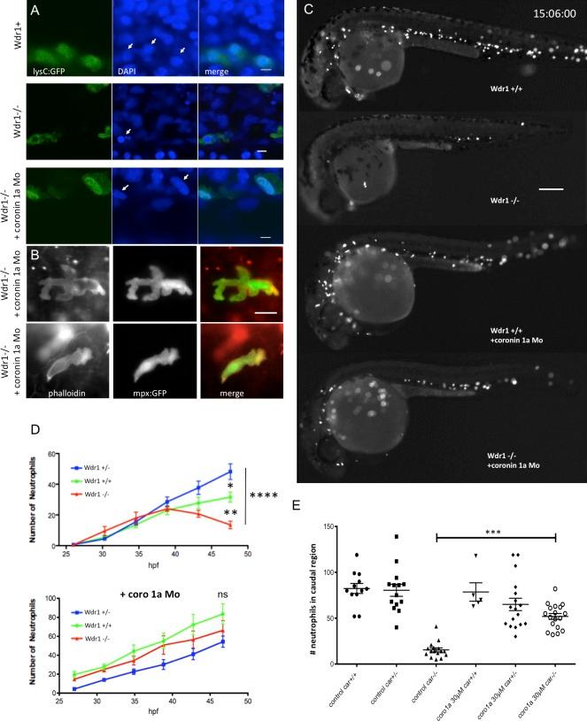 https://cdn.ncbi.nlm.nih.gov/pmc/blobs/e05b/6781450/c97ad940539e/JCB_201901024_Fig7.jpg