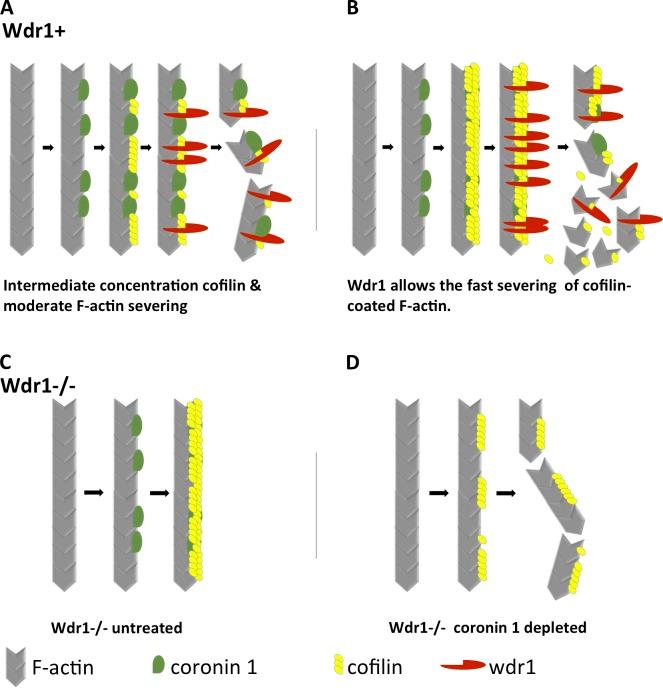 https://cdn.ncbi.nlm.nih.gov/pmc/blobs/e05b/6781450/f45db918dd6f/JCB_201901024_Fig8.jpg