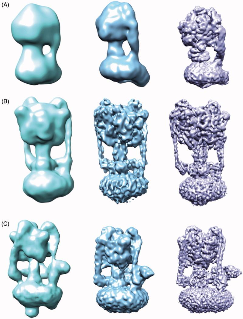 https://cdn.ncbi.nlm.nih.gov/pmc/blobs/e05f/5206964/7a7427b132a8/imbc_a_1221533_f0003_c.jpg