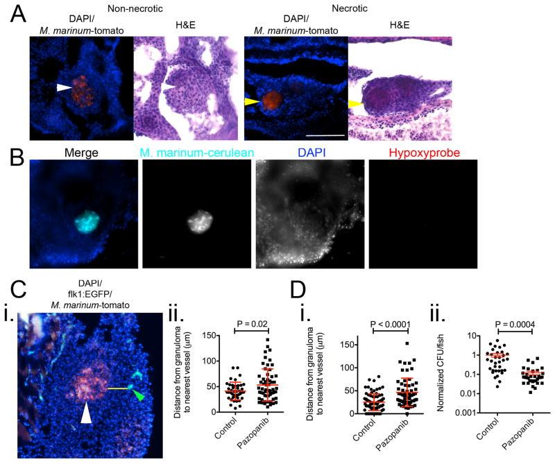 https://cdn.ncbi.nlm.nih.gov/pmc/blobs/e061/4312197/dd9e1ba1b2bf/nihms635664f10.jpg