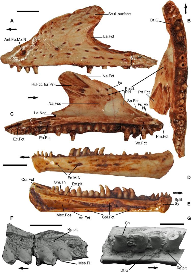 https://cdn.ncbi.nlm.nih.gov/pmc/blobs/e063/10936055/5ecbf8adfd8b/sciadv.abq8274-f3.jpg