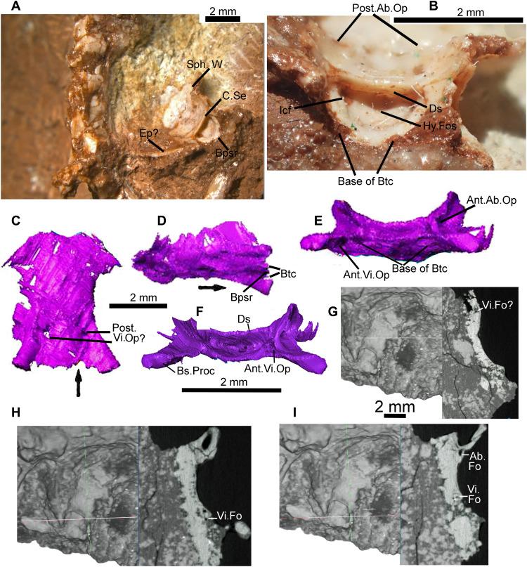 https://cdn.ncbi.nlm.nih.gov/pmc/blobs/e063/10936055/67af1cbac903/sciadv.abq8274-f5.jpg