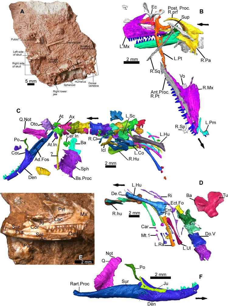 https://cdn.ncbi.nlm.nih.gov/pmc/blobs/e063/10936055/7f96639bd163/sciadv.abq8274-f1.jpg