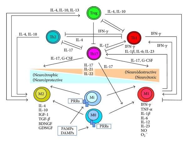 https://cdn.ncbi.nlm.nih.gov/pmc/blobs/e064/4207377/057d44f3711c/CRII2014-804761.002.jpg