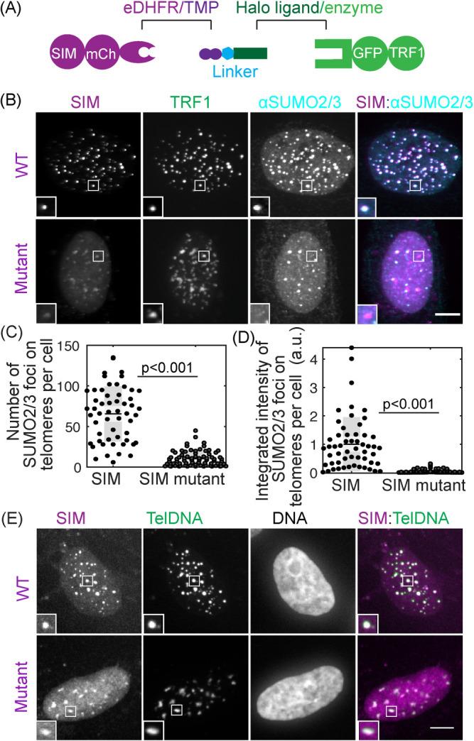 https://cdn.ncbi.nlm.nih.gov/pmc/blobs/e068/7543070/09700125279c/mbc-31-2048-g002.jpg