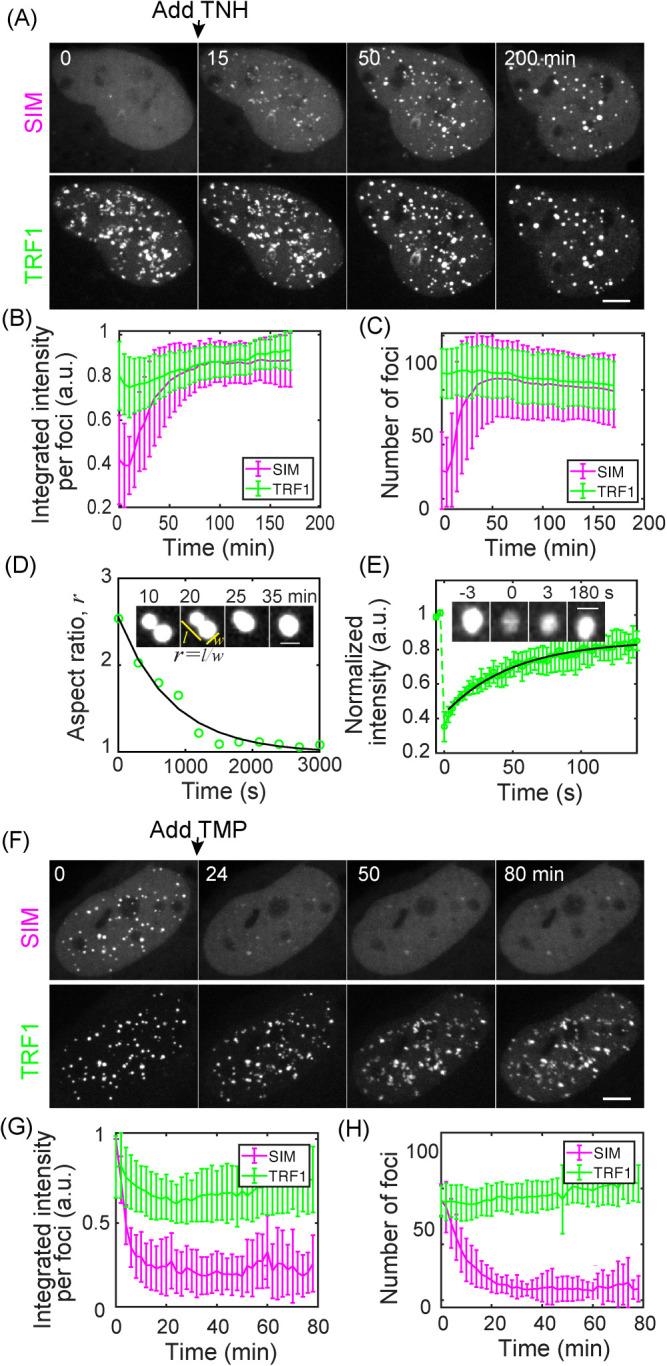 https://cdn.ncbi.nlm.nih.gov/pmc/blobs/e068/7543070/6b7ddd31052c/mbc-31-2048-g003.jpg