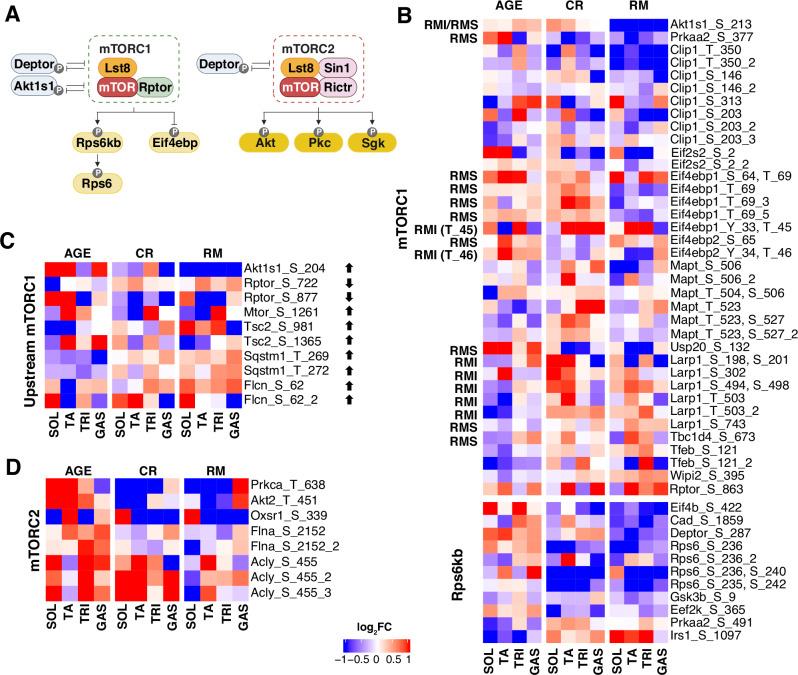 https://cdn.ncbi.nlm.nih.gov/pmc/blobs/e06a/11316767/c0885ba26b0c/42003_2024_6679_Fig2_HTML.jpg