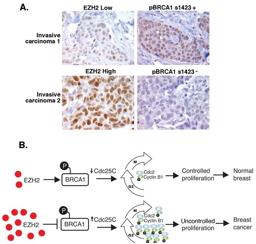 https://cdn.ncbi.nlm.nih.gov/pmc/blobs/e06c/2643353/84f5d6385199/nihms76277f7.jpg