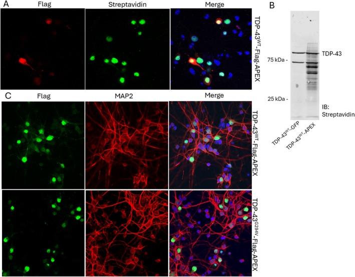 https://cdn.ncbi.nlm.nih.gov/pmc/blobs/e06d/12076276/0bc458c3f062/JNC-169-0-g008.jpg