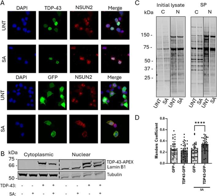 https://cdn.ncbi.nlm.nih.gov/pmc/blobs/e06d/12076276/3626bc3edd46/JNC-169-0-g007.jpg