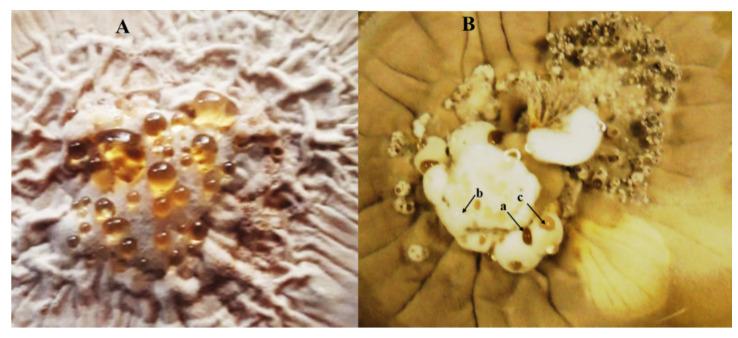 https://cdn.ncbi.nlm.nih.gov/pmc/blobs/e06f/9224614/f17d65bf435a/jof-08-00573-g004.jpg