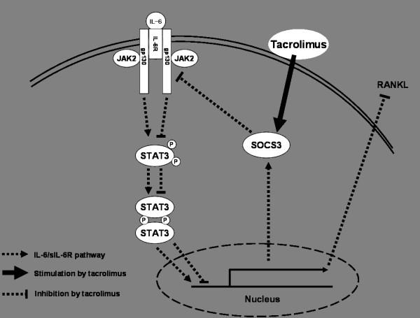 https://cdn.ncbi.nlm.nih.gov/pmc/blobs/e072/3672788/8f5c249f56d1/ar4162-6.jpg