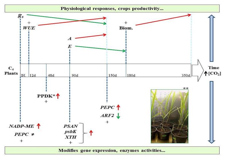 https://cdn.ncbi.nlm.nih.gov/pmc/blobs/e073/7697923/acb14ea183dd/plants-09-01567-g001.jpg