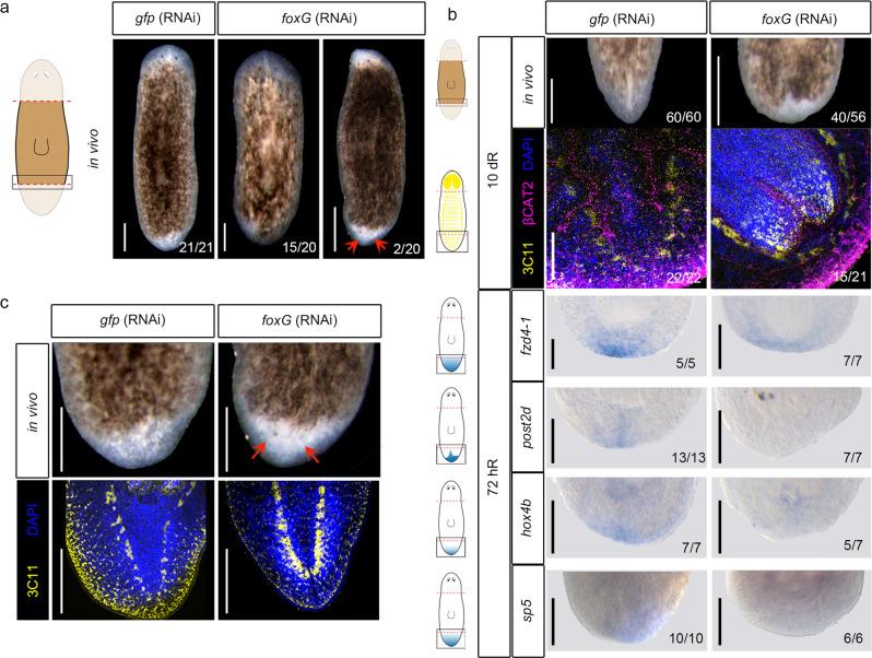 https://cdn.ncbi.nlm.nih.gov/pmc/blobs/e073/9849279/88f7d821dcb7/41467_2023_35937_Fig5_HTML.jpg