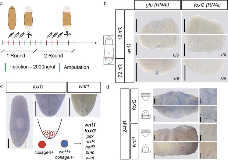 https://cdn.ncbi.nlm.nih.gov/pmc/blobs/e073/9849279/a1b6524dafc5/41467_2023_35937_Fig4_HTML.jpg