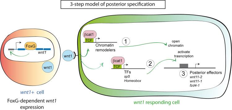 https://cdn.ncbi.nlm.nih.gov/pmc/blobs/e073/9849279/de939cf6f23d/41467_2023_35937_Fig6_HTML.jpg
