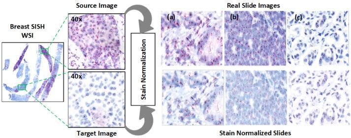 https://cdn.ncbi.nlm.nih.gov/pmc/blobs/e07f/12249302/f67237db536c/diagnostics-15-01584-g004.jpg