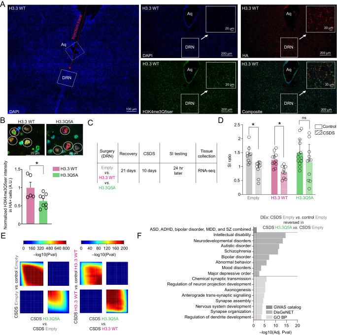 https://cdn.ncbi.nlm.nih.gov/pmc/blobs/e080/11176395/f4482e5d114b/41467_2024_49336_Fig4_HTML.jpg