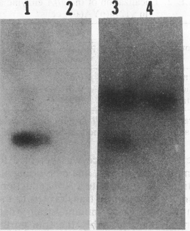 https://cdn.ncbi.nlm.nih.gov/pmc/blobs/e086/217359/05a58f9aed4f/jbacter00248-0239-a.jpg