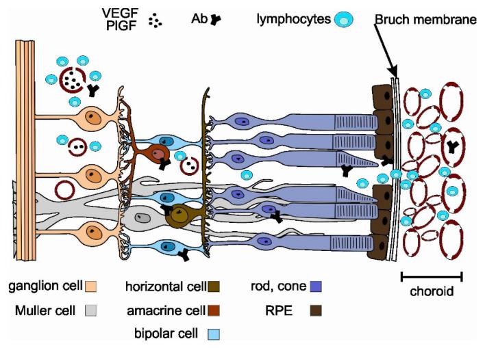 https://cdn.ncbi.nlm.nih.gov/pmc/blobs/e087/7698240/8fc3c6558e53/biomedicines-08-00490-g002.jpg