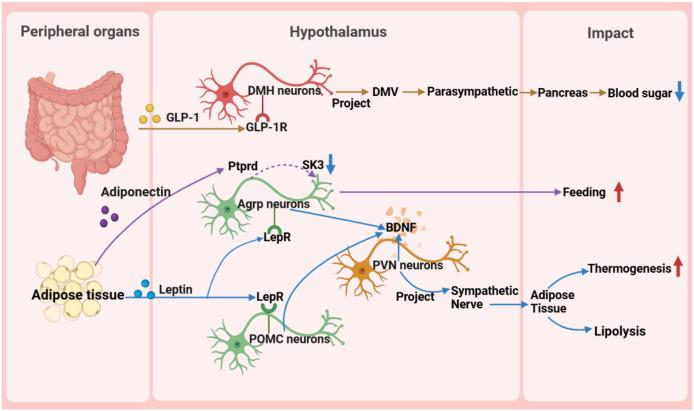 https://cdn.ncbi.nlm.nih.gov/pmc/blobs/e089/12126972/f027bba16268/peerj-13-19532-g004.jpg
