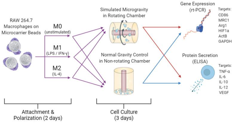 https://cdn.ncbi.nlm.nih.gov/pmc/blobs/e089/8472625/0f52dea9c834/biomedicines-09-01205-g001.jpg