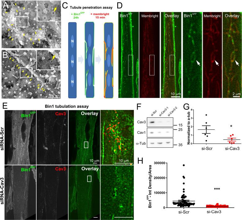 https://cdn.ncbi.nlm.nih.gov/pmc/blobs/e08a/10281672/1710f0f8c339/elife-84139-fig7.jpg