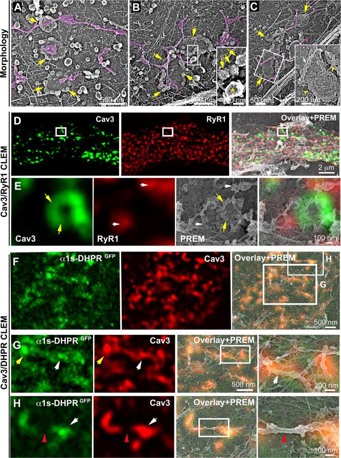 https://cdn.ncbi.nlm.nih.gov/pmc/blobs/e08a/10281672/24e0c640e4b5/elife-84139-fig2.jpg