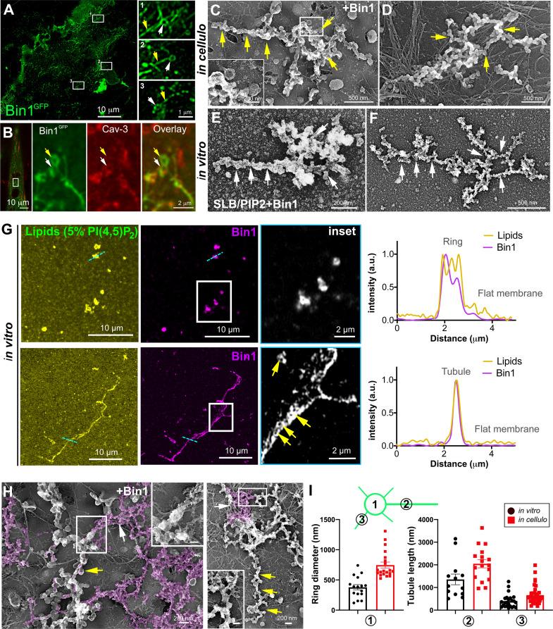 https://cdn.ncbi.nlm.nih.gov/pmc/blobs/e08a/10281672/75534e98193a/elife-84139-fig5.jpg