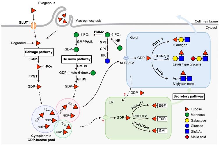https://cdn.ncbi.nlm.nih.gov/pmc/blobs/e08e/11990869/6106d144a916/molecules-30-01470-g001.jpg