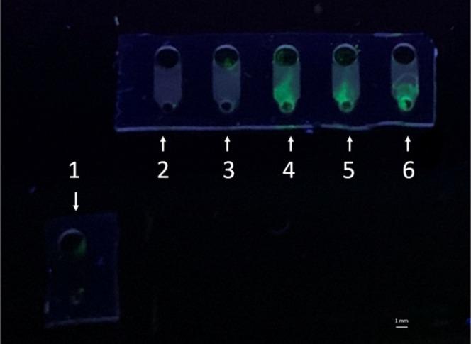 https://cdn.ncbi.nlm.nih.gov/pmc/blobs/e08e/12368824/6d2e6fb584dd/ao5c04995_0002.jpg