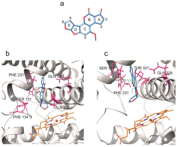 https://cdn.ncbi.nlm.nih.gov/pmc/blobs/e095/12197428/fd68f297ee69/toxins-17-00294-g002.jpg