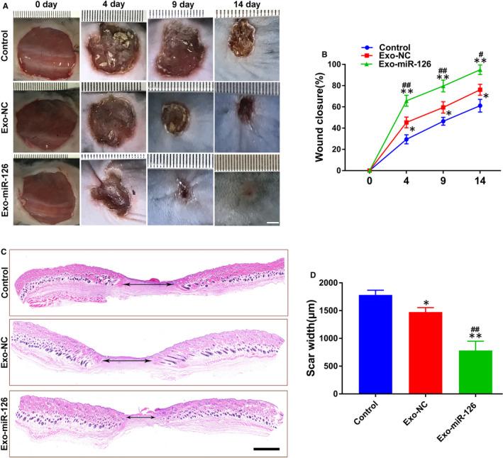 https://cdn.ncbi.nlm.nih.gov/pmc/blobs/e09c/7882955/1c1ccf418073/JCMM-25-2148-g005.jpg