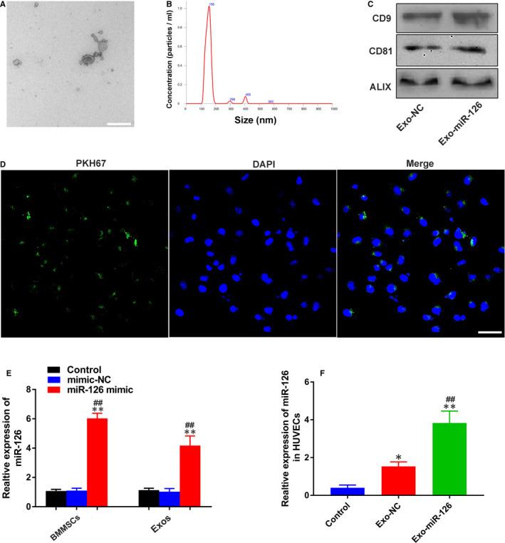 https://cdn.ncbi.nlm.nih.gov/pmc/blobs/e09c/7882955/dc5185ea526f/JCMM-25-2148-g001.jpg