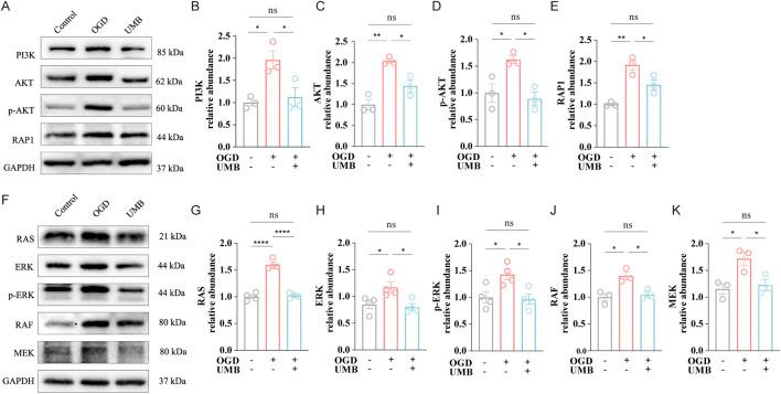 https://cdn.ncbi.nlm.nih.gov/pmc/blobs/e09d/11955776/5dc80860d594/fphar-16-1552579-g005.jpg