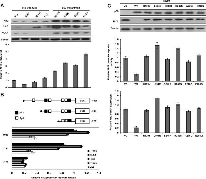 https://cdn.ncbi.nlm.nih.gov/pmc/blobs/e0a3/4747182/767841190d70/oncotarget-06-41692-g001.jpg