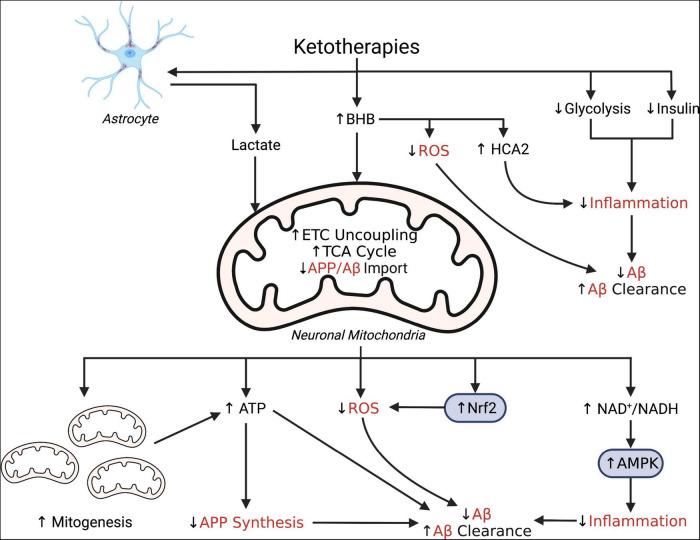 https://cdn.ncbi.nlm.nih.gov/pmc/blobs/e0a4/9243383/742a01e5a135/fnins-16-899612-g001.jpg