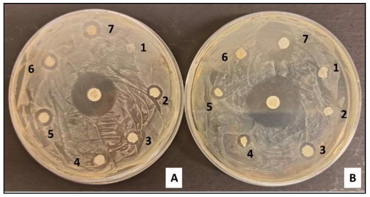https://cdn.ncbi.nlm.nih.gov/pmc/blobs/e0a9/11207988/5f0270f5289c/polymers-16-01729-g009.jpg