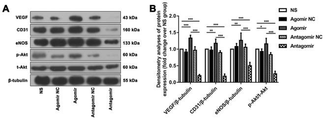 https://cdn.ncbi.nlm.nih.gov/pmc/blobs/e0aa/7377842/327d0ad71ce8/aging-12-103431-g010.jpg
