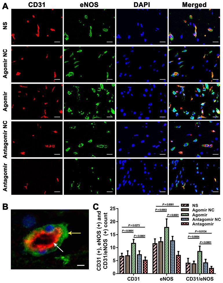 https://cdn.ncbi.nlm.nih.gov/pmc/blobs/e0aa/7377842/92cfeddb7168/aging-12-103431-g009.jpg