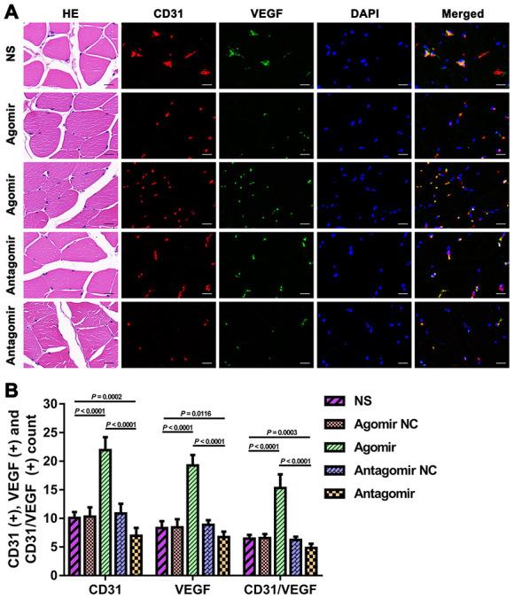 https://cdn.ncbi.nlm.nih.gov/pmc/blobs/e0aa/7377842/b5e1a172ef6e/aging-12-103431-g007.jpg