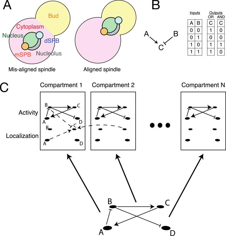 https://cdn.ncbi.nlm.nih.gov/pmc/blobs/e0ad/7685450/af3a695b779d/pbio.3000917.g002.jpg