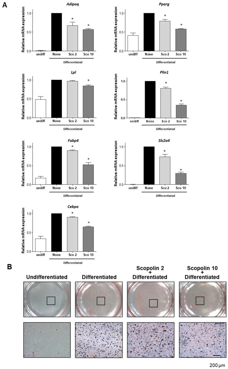 https://cdn.ncbi.nlm.nih.gov/pmc/blobs/e0ad/7698923/18b7e3f2e7a2/ijms-21-08699-g002.jpg
